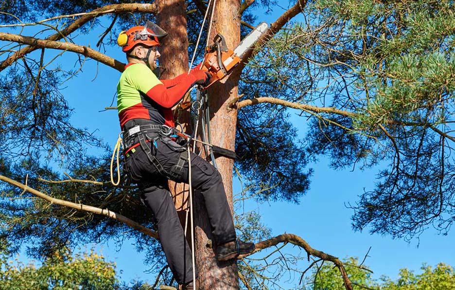 RPR Tree Service LLC Arborist Services